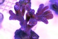 Close up shot on Stylophora short stony polyps coral