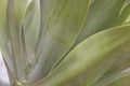 Close up shot of succulent plant leaves Royalty Free Stock Photo