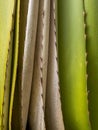 Close up shot of succulent plant leaves Royalty Free Stock Photo