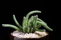Close up shot of succulent plant in planting pot against dark background Royalty Free Stock Photo