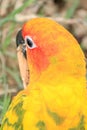 Close up shot of Sun conure beautiful colorful parrot.