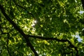 Close up shot of the sun shining bright through the vibrant tree leaves Royalty Free Stock Photo