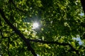 Close up shot of the sun shining bright through the vibrant tree leaves Royalty Free Stock Photo