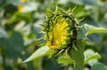 Close up shot of sunflower bud in the garden with copy space Royalty Free Stock Photo