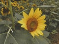 Close up shot of sunflower plant with honey bee. Field of blooming sunflowers.Honey Bee Pollinating Sunflower in Field of Royalty Free Stock Photo