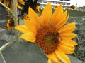 Close up shot of sunflower plant with honey bee. Field of blooming sunflowers.Honey Bee Pollinating Sunflower in Field of Royalty Free Stock Photo