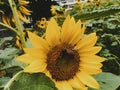 Close up shot of sunflower plant with honey bee. Field of blooming sunflowers.Honey Bee Pollinating Sunflower in Field of Royalty Free Stock Photo