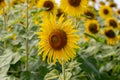 A close up shot of the sunflower, the seeds are clearly visible and the pollen pollen is clear