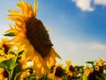 Close up shot of a sunflower on the sunset under blue sky, copyspace Royalty Free Stock Photo