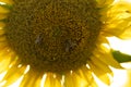 Close up shot of a sunflower with two bees on it Royalty Free Stock Photo