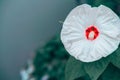 Close-up shot of a Swamp rose mallow flower on a soft blurry background Royalty Free Stock Photo