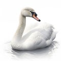 Close up shot of swan on pond with reflection isolated on white background