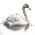 Close up shot of swan on pond with reflection isolated on white background