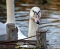 Close-up shot of a swans head gazing over some branches, a beautiful swan swimming on a lake or pond posing for a portrait, white Royalty Free Stock Photo