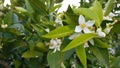 Close-up shot of sweet orange tree flowers (Citrus sinensis) in a garden Royalty Free Stock Photo