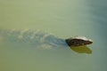 Close-up shot of a swimming monitor lizard.