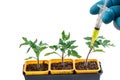 Close-up shot of a syringe injecting a yellow liquid to fresh tomatoes plant in pot Concept of genetic modification.