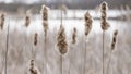 Close up shot of tall bulrush in swamp lands Royalty Free Stock Photo