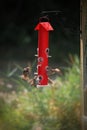 Tall red bird feeder in the garden Royalty Free Stock Photo