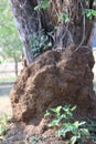 Close-up shot of a termite nest growing on a tree causing the tree to die, a dangerous area.