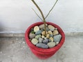 Terrace garden pot mulch with stone. It is used to retain soil moisture, regulate soil temperature.