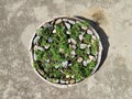 Terrace garden pot mulch with stone. It is used to retain soil moisture, regulate soil temperature.