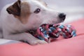 Close up shot of terrier puppy biting a rope Royalty Free Stock Photo
