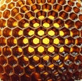 A close-up shot of the texture inside an open honeycomb