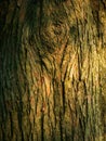Close-up shot of a textured Tree Trunk of a Pine tree Royalty Free Stock Photo