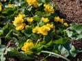 Marsh-marigold (Caltha palustris) \'Multiplex\' flowering with bright yellow flowers Royalty Free Stock Photo