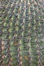 Close up shot of thorns on a cactus plant