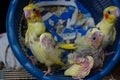 Three baby cockatiels waiting for the feed in the basket