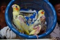 Three baby cockatiels waiting for the feed in the basket