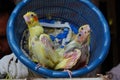 Three baby cockatiels waiting for the feed in the basket