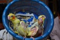 Three baby cockatiels waiting for the feed in the basket