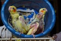 Three baby cockatiels waiting for the feed in the basket