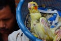 Three baby cockatiels waiting for the feed in the basket