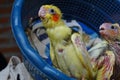 Three baby cockatiels waiting for the feed in the basket