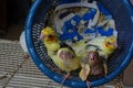 Three baby cockatiels waiting for the feed in the basket