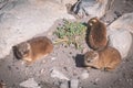 Close up shot of a three baby rock hyraxes