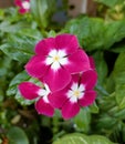 Close up shot of three bright pink fully bloomed flowers in a local garden in Bhubaneswar.