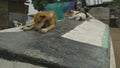 Dogs lying down at a village, Moresby, Papua