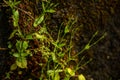 Close up shot of three-nerved sandwort plants growing out of the soil Royalty Free Stock Photo