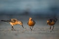 Close-up shot of a three red knots on the coast Royalty Free Stock Photo