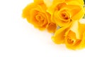 Three Yellow Roses