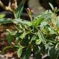 Tibouchina semidecandra or Princess Flower in the garden Royalty Free Stock Photo