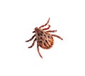 Close up shot of a tick on a white surface