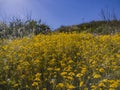 Close up shot of tidy tips wild flower blossom at Diamond Valley Lake Royalty Free Stock Photo