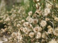 Close-up shot of tinny plants dandelion greens Royalty Free Stock Photo