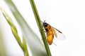 Close up shot of tiny bee on a grass blade Royalty Free Stock Photo